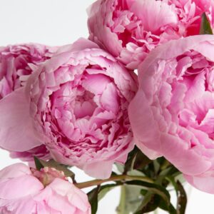 Pembe şakayıklar